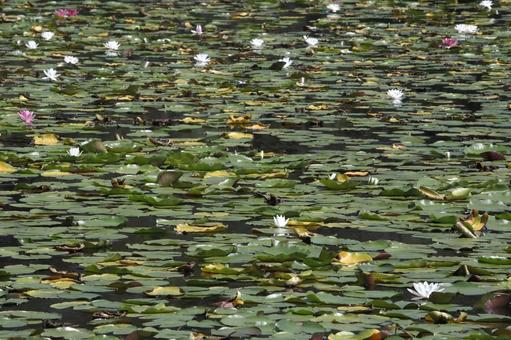 Water lily pond, JPG
