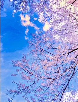 さくら咲く空の写真