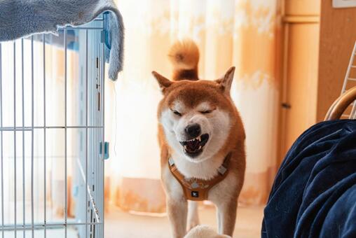仁王立ちで大あくびをする柴犬 柴犬,日本犬,和犬の写真素材