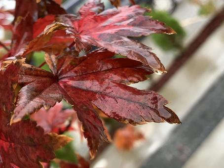雨に濡れた紅葉 雨に濡れた紅葉の写真