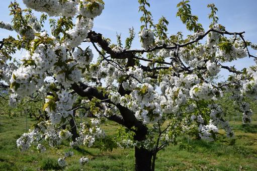 リンゴの花 山形県庄内 リンゴの花,リンゴ,白いリンゴの花の写真素材