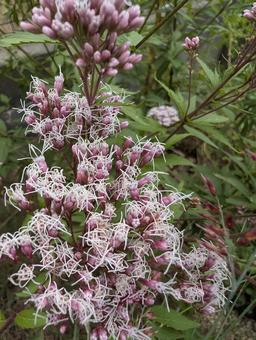 フジバカマの花 フジバカマ,花,白の写真素材