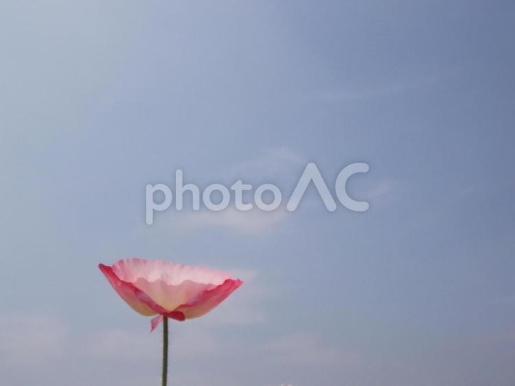 青空とポピーひとつ うつくしい,おしとやか,かわいいの写真素材