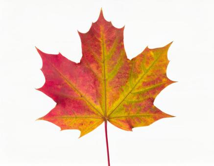 カエデの葉、白い背景、紅葉 カエデの葉、白い背景、紅葉の写真