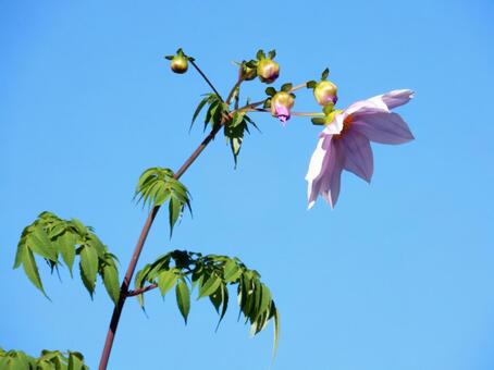 【花の写真】皇帝ダリア 皇帝ダリア,コウテイダリア,植物の写真素材