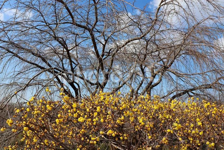 １月下旬の香川県園芸総合センターの蝋梅 背景,蝋梅,ロウバイの写真素材