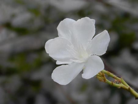 【花の写真】キョウチクトウ(夾竹桃) 【花の写真】キョウチクトウ(夾竹桃) キョウチクトウ,夾竹桃,植物の写真素材