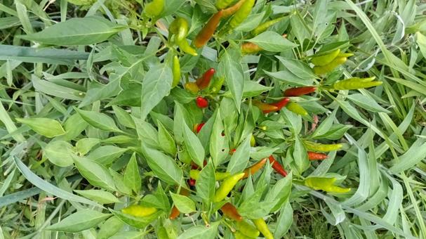 The peppers have turned quite red, JPG
