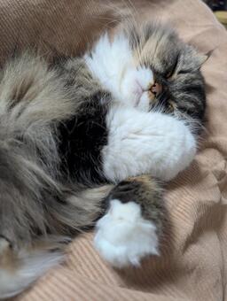 にゃんこ 猫,ミヌエット,ナポレオンの写真素材