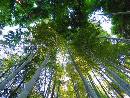 神秘的な竹林 神秘的な竹林 竹,竹林,木漏れ日の写真素材
