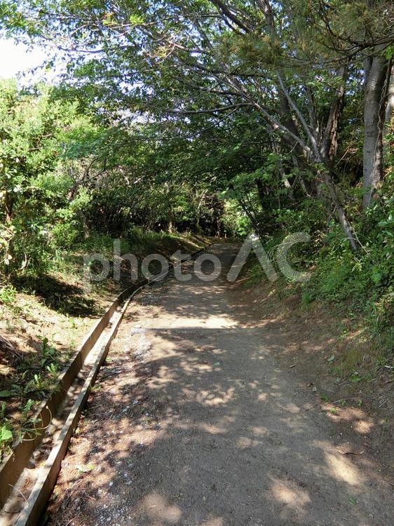 木漏れ日小路 道,緑,土の写真素材