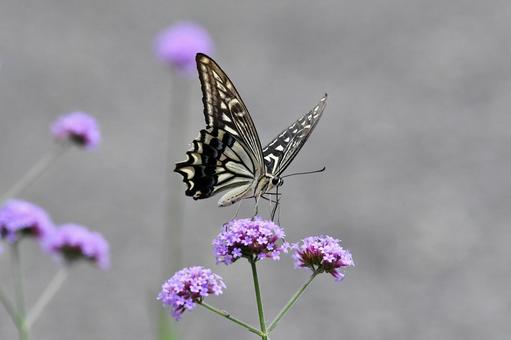 花とアゲハチョウ 花とアゲハチョウの写真