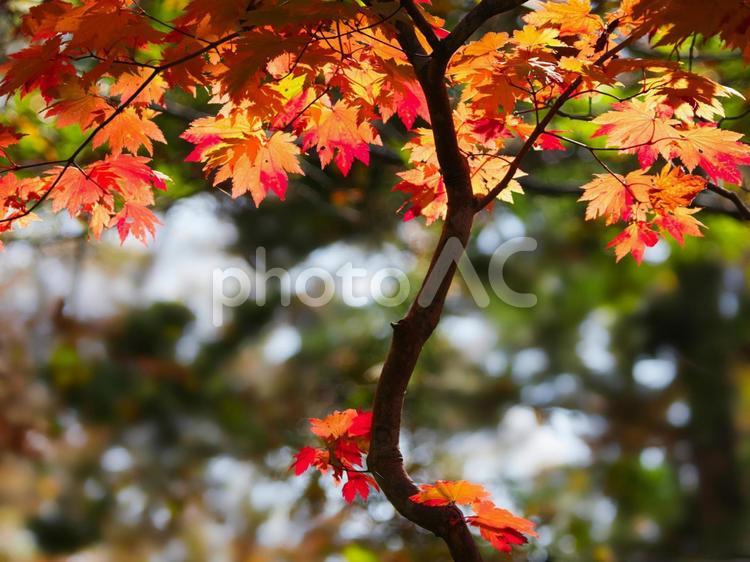 北海道江別市野幌森林公園の紅葉 紅葉,もみじ,モミジの写真素材