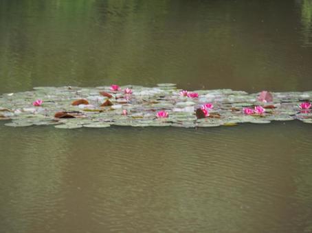 Photo, water lily, quibble, flower, 