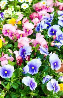 Flower Garden 2, JPG