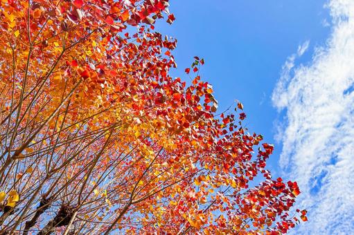 色鮮やかに紅葉した美しいナンキンハゼ 紅葉,オレンジ,黄色の写真素材