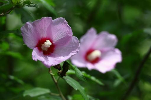 夏の茶室を彩る 夏の茶室を彩る 木槿,花,アオイ科の植物の写真素材