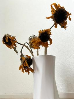 枯れたひまわり 枯れたひまわりの写真