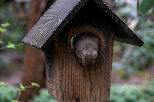 リス リス リス,ニホンリス,小動物の写真素材