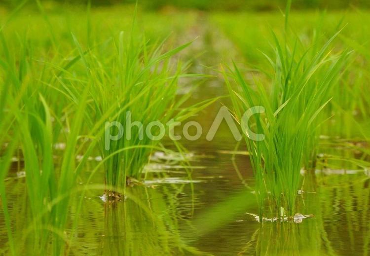 【風景写真】田の苗が少し大きくなりました 自然,風景,風景写真の写真素材