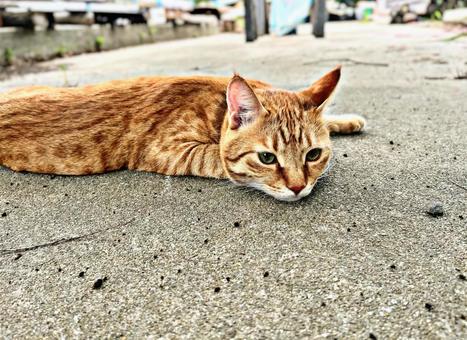 地面で寝そべる猫 地面で寝そべる猫 ねこ,ネコ,屋外の写真素材