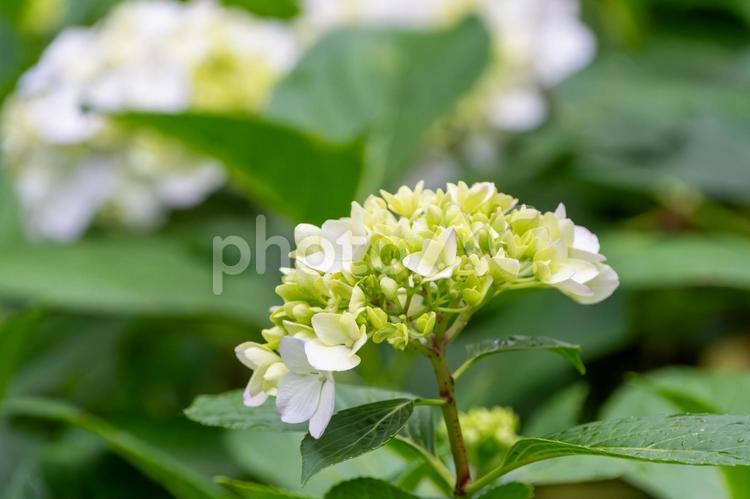 初夏の淡緑・額紫陽花 額紫陽花,紫陽花,花の写真素材