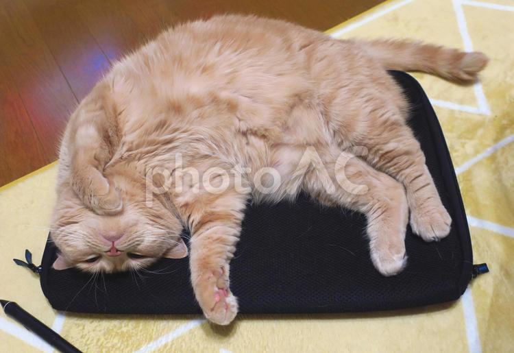 うちのネコさま　PCバッグの上でゴロン ネコ,猫,ペットの写真素材