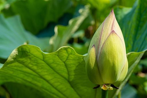 初夏の蓮の蕾 初夏の蓮の蕾 蓮の蕾,蓮の葉,緑の葉の写真素材