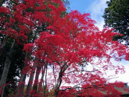 秋■紅葉 秋■紅葉の写真