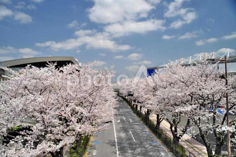 スタジアム通りの桜並木④ 桜並木,桜,春の写真素材