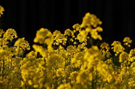 菜の花 菜の花 なのはな,花畑,春の写真素材