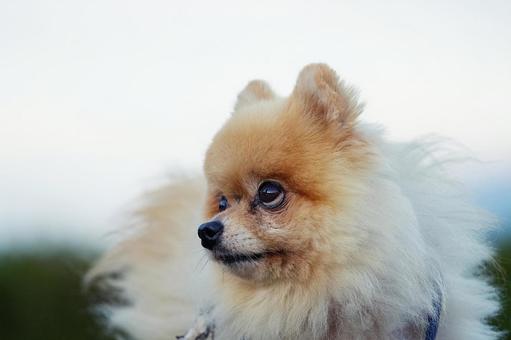 ポメラニアンのポートレート 犬,ポメラニアン,いぬの写真素材