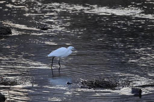 Photo, kojiki, bird, wild bird, 