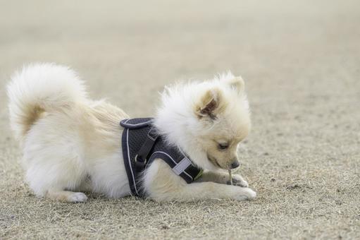 ポメラニアン【生後約7か月】 ポメラニアン【生後約7か月】 ポメラニアン,犬,いぬの写真素材