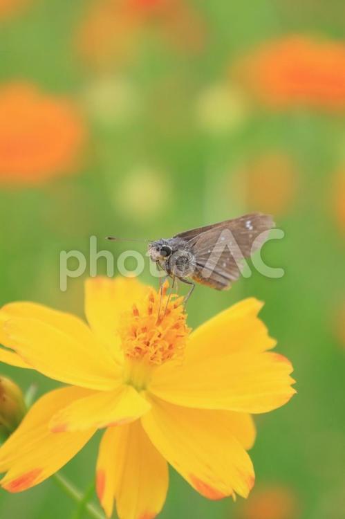 キバナコスモスとセセリチョウ キバナコスモス,花,花畑の写真素材