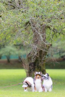 シェルティの写真