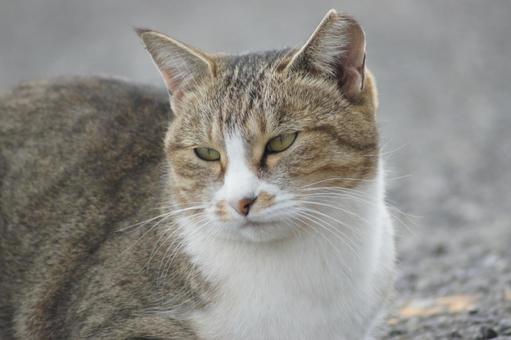 ねこ ねこ のらねこ,にゃんこ,可愛いの写真素材