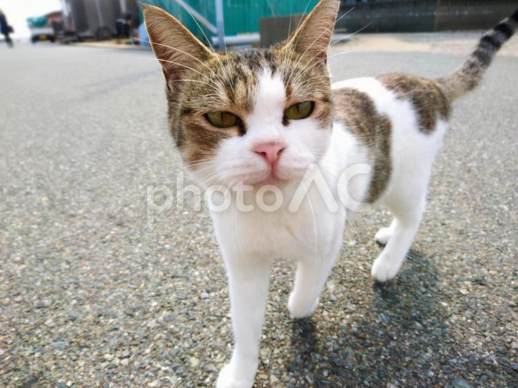 こちらを見つめる猫 猫,野良猫,地域猫の写真素材
