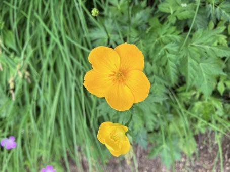 黄色 高山植物アップ 黄色 高山植物アップの写真