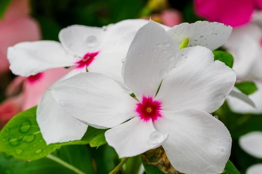 ニチニチソウ⑴ ニチニチソウ⑴ 花,ニチニチソウ,ニチニチカの写真素材