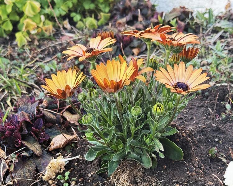 オレンジ色の花 オレンジ色の花,橙色の花,花の写真素材