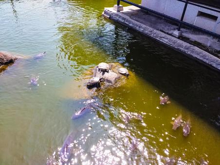 Photo, turtle, pool, carp, 