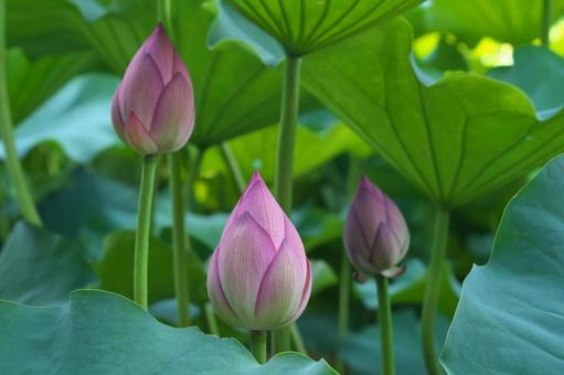 ハスの蕾 ハスの蕾の写真