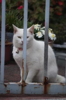 柵越しからの写真