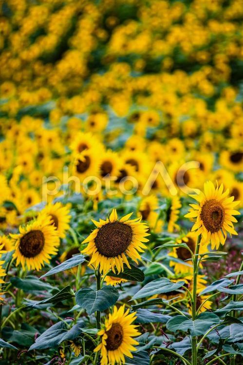 夏のひまわり畑 ひまわり,ひまわり畑,夏の写真素材