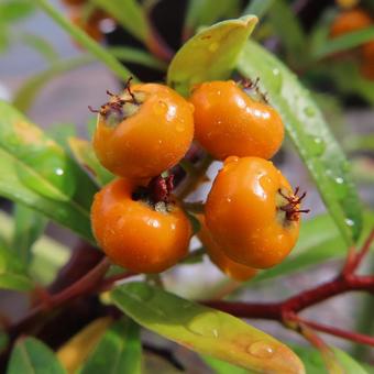 ピラカンサ ピラカンサ,実,植物の写真素材