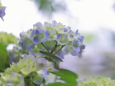 Hydrangea, JPG Hydrangea, JPG