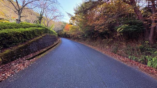 落ち葉と秋の散歩道 落ち葉,道路,散歩道の写真素材