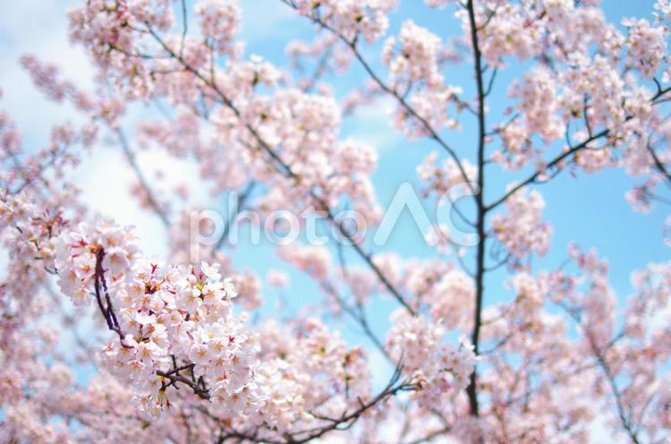桜　春の風景 桜,さくら,サクラの写真素材