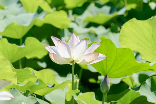 陽光に照らされた白い蓮の花 陽光に照らされた白い蓮の花の写真